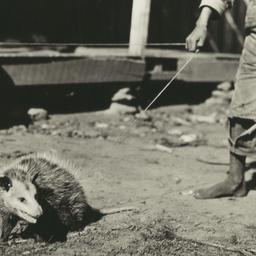 Young Possum under Leash, C...