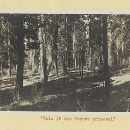 Oregon Forest Area, Klamath...