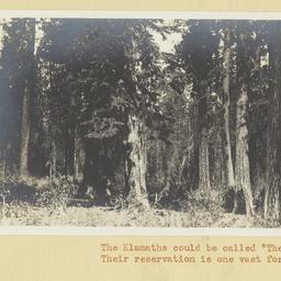 View of the Klamath Forest,...