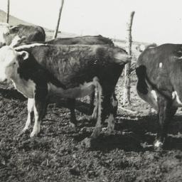 Repayment Cattle, Rosebud R...