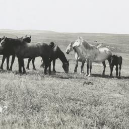Paul Cloudman's Grazing...