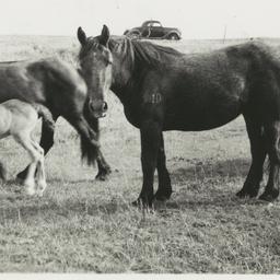 Three Horses Belonging to R...