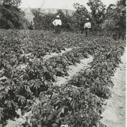 Garden of Charles Marshall,...