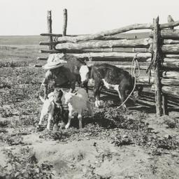 Calves and Goat Kids outsid...