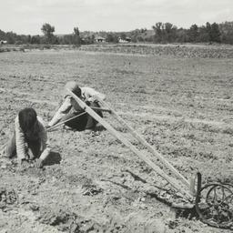 Several People Seeding the ...