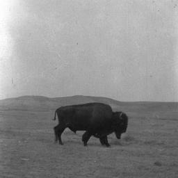 Buffalo on a Field