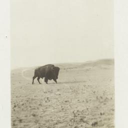 Buffalo on a Field