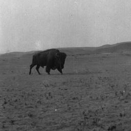 Buffalo on a Field