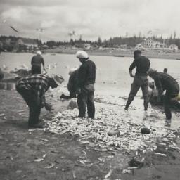 Quileutes Smelt Fishing, Pu...