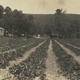 Strawberry Patch, Oklahoma