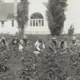 Harvesting the “Lord’s Acre...