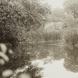 Marsh
