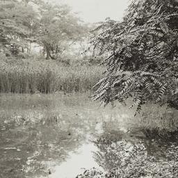 Marsh