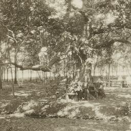 Picnic Tables at Ward Manor