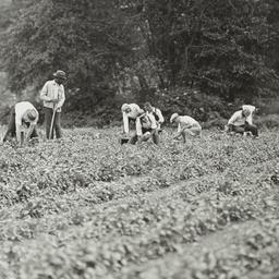 Men Working in Field