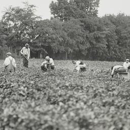 Ten Men Working in Field