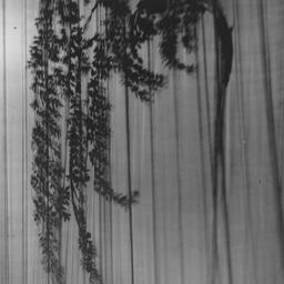 Sally, December 21, 1920. F...
