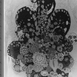 Ziegfeld Follies of 1919, J...