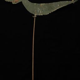 Green Worm Or Fish Rod Puppet