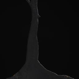 Bare Tree Shadow Puppet