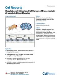 thumbnail for Regulation of Mitochondrial Complex I Biogenesis in Drosophila Flight Muscles.pdf