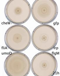 thumbnail for Movie_2_1.mov