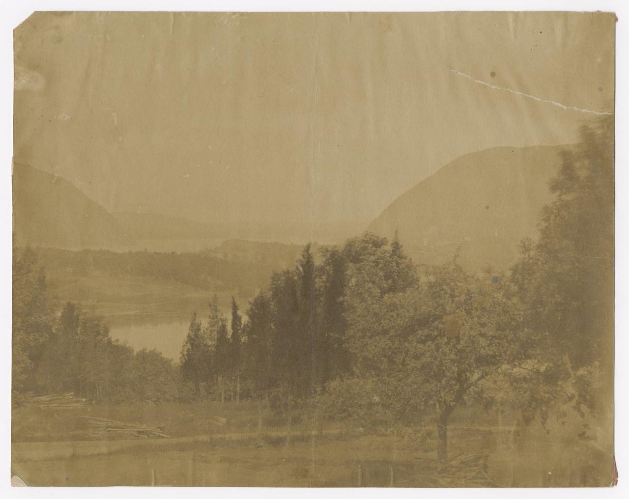 View of landscape with tall trees.